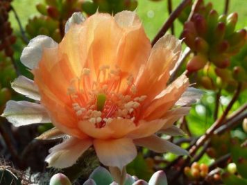 Echinopsis Tonita