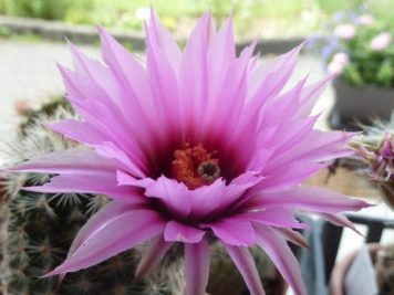 Echinocereus reichenbachii