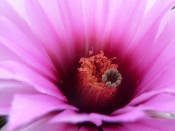 Echinocereus reichenbachii