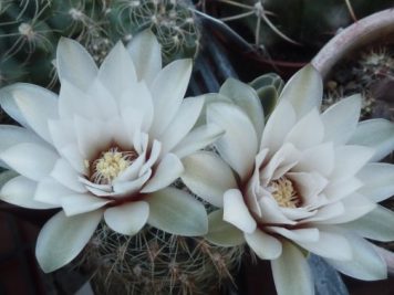 Gymnocalycium papschii VS160