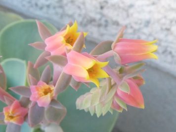 Echeveria imbricata