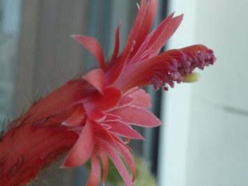 Cleistocactus samaipatanus