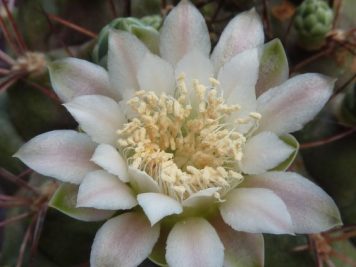 Gymnocalycium schickendantzii delaetii