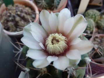 Gymnocalycium castellanosii v bozsingianum