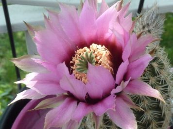 Echinocereus fitchii HK1277