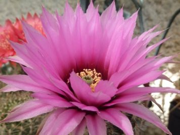 Echinocereus reichenbachii