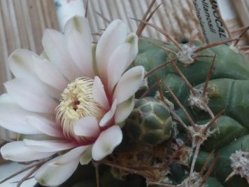 Gymnocalycium castellanosii v bozsingianum P205