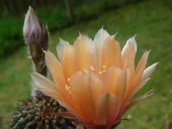 Echinopsis tonita