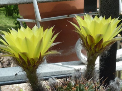 Echinopsis aurea var sierragrandensis
