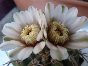 Gymnocalycium castellanosii v bozsingianum P205