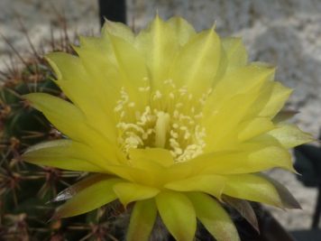 Echinopsis aurea var sierragrandensis