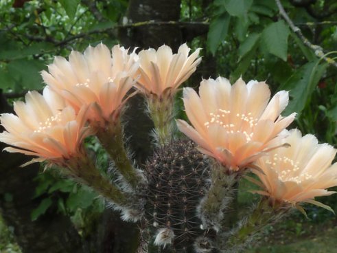 Echinopsis Tonita