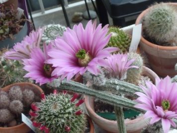 Echinocereus Poselgeri