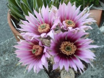 Echinocereus fitchii HK1277