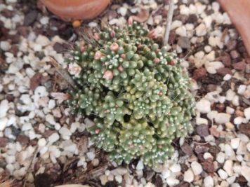 Mammillaria painteri