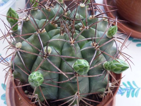 Gymnocalycium schickendantzii delaetii