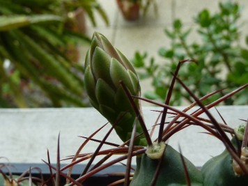 Gymnocalycium schickendantzii delaetii