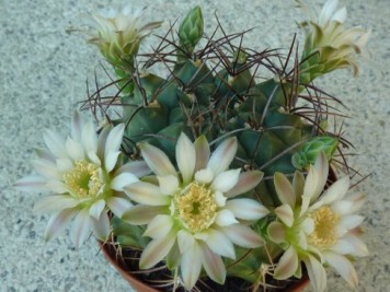 Gymnocalycium schickendantzii delaetii