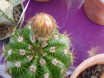 Parodia ottonis