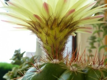 Parodia ottonis