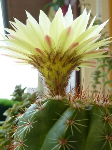 Parodia ottonis