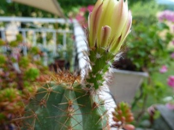 Echinocereus subinermis ochoterenae