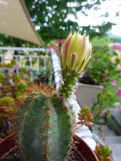 Echinocereus subinermis ochoterenae