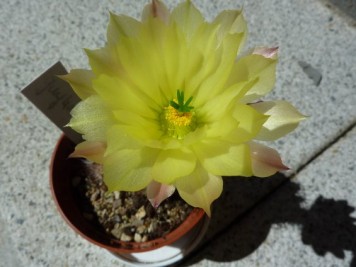 Echinocereus subinermis ochoterenae