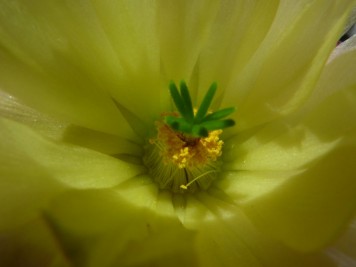 Echinocereus subinermis ochoterenae