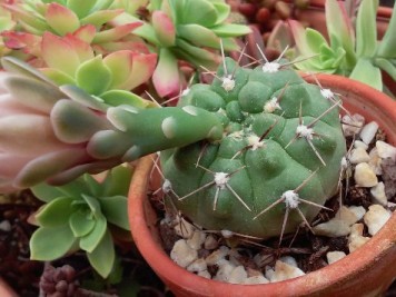 Gymnocalycium sanluisense