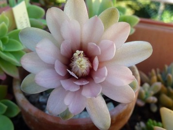 Gymnocalycium sanluisense