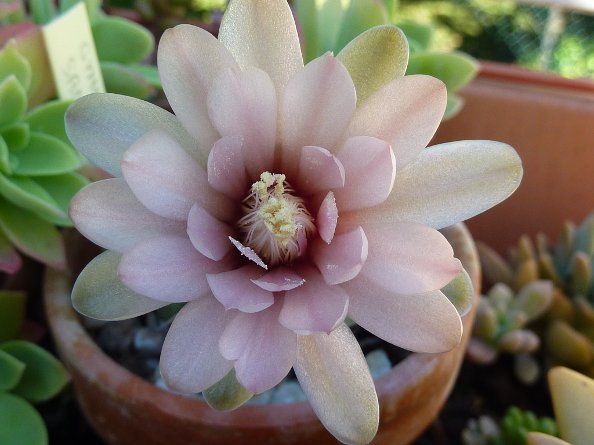 Gymnocalycium sanluisense