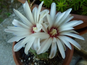 Gymnocalycium quehlianum 2