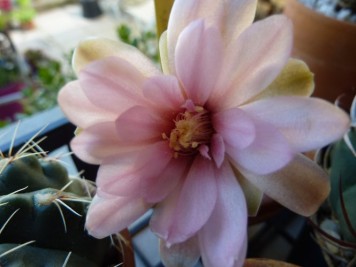 Gymnocalycium sanluisense