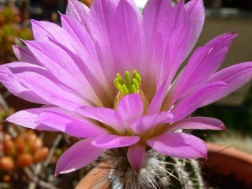 Echinocereus palmeri