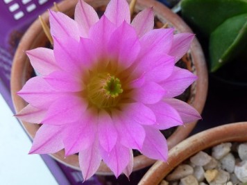 Echinocereus palmeri