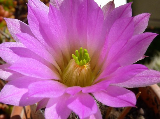 Echinocereus palmeri