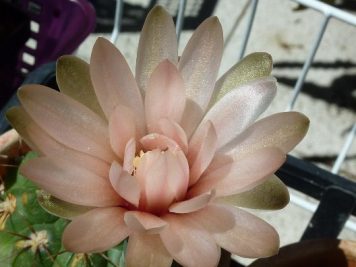 Gymnocalycium sanluisense