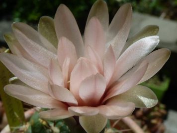 Gymnocalycium sanluisense