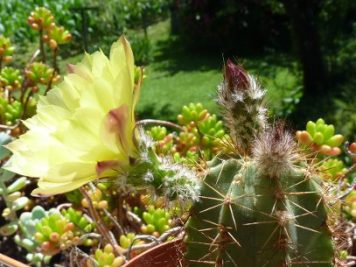 Echinocereus subinermis ochoterenae L771