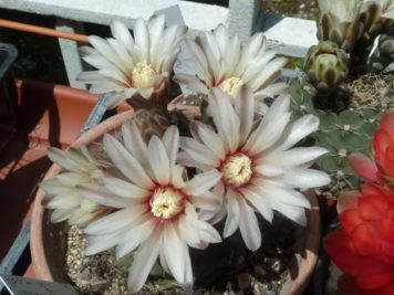 Gymnocalycium quehlianum 2