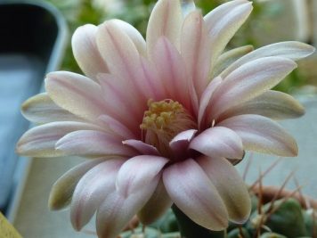 Gymnocalycium sanluisense