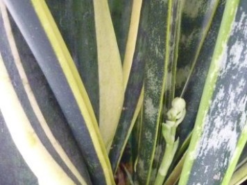 sanseveria trifasciata