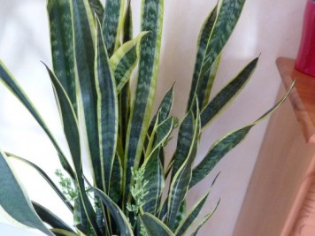 Sansevieria trifasciata