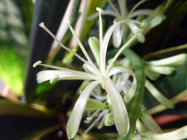 Sansevieria trifasciata