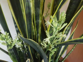Sansevieria trifasciata