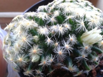 Mammillaria schiedeana ssp schiedeana