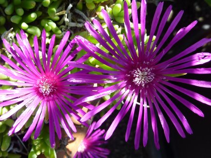 Delosperma cooperi