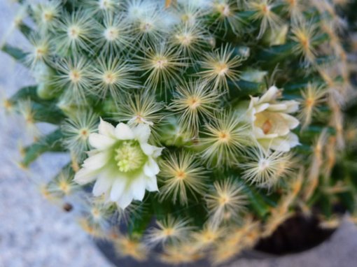 Mammillaria schiedeana ssp schiedeana