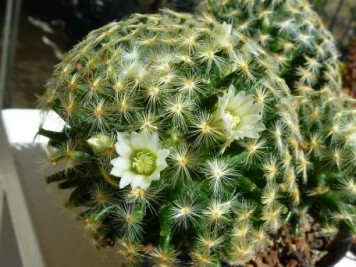 Mammillaria schiedeana ssp schiedeana